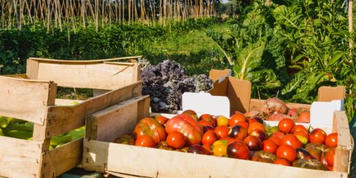 Le potager