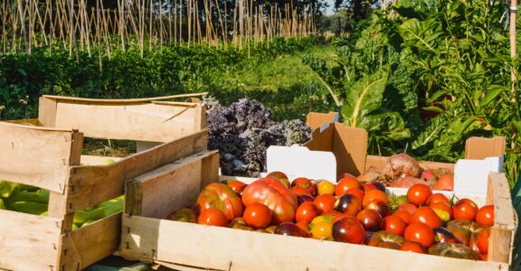 Le potager